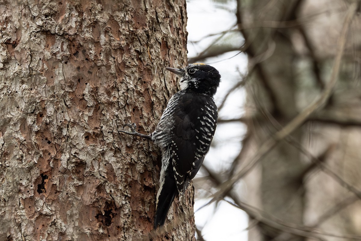 datlík smrkový - ML644710590