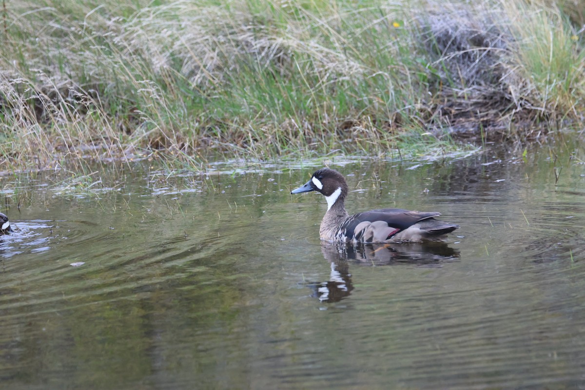 Kupferspiegelente - ML644710592