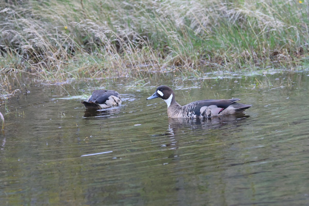 Kupferspiegelente - ML644710593