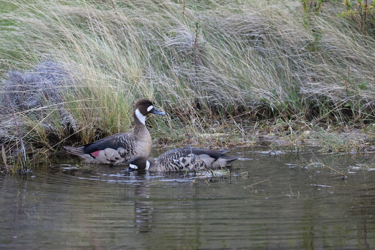 Kupferspiegelente - ML644710594