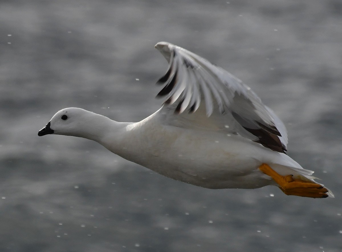 Kelp Goose - ML644710601