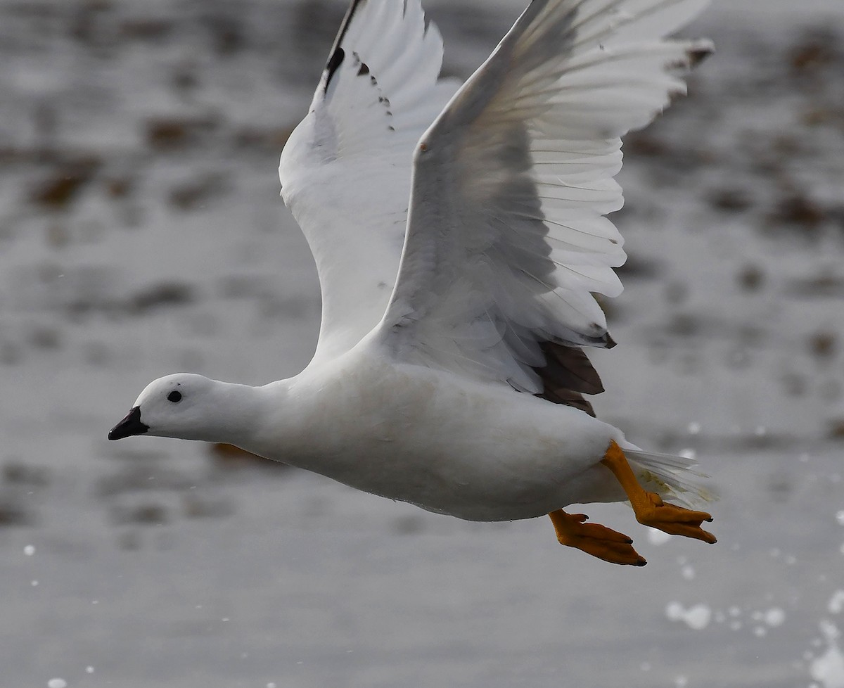 Kelp Goose - ML644710602