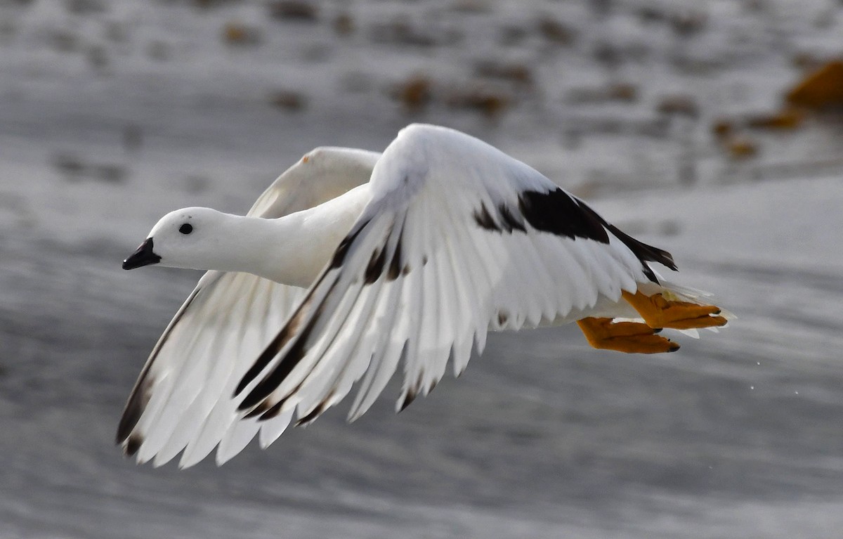 Kelp Goose - ML644710603