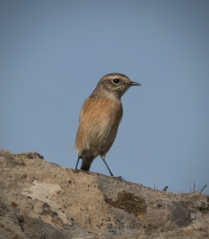 Taşkuşu - ML644710606