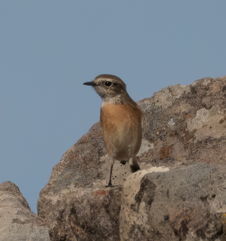 Taşkuşu - ML644710607