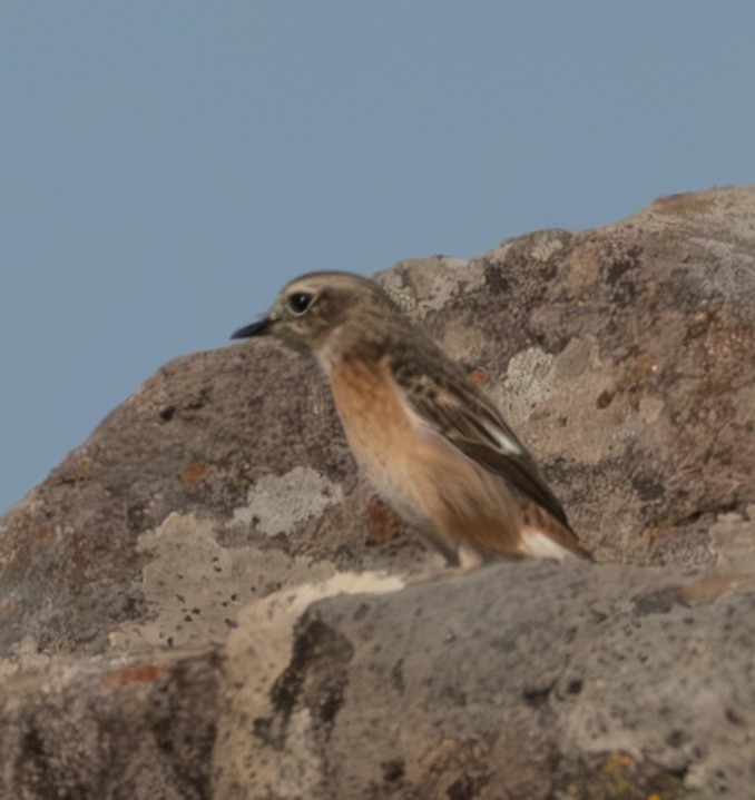 Taşkuşu - ML644710608