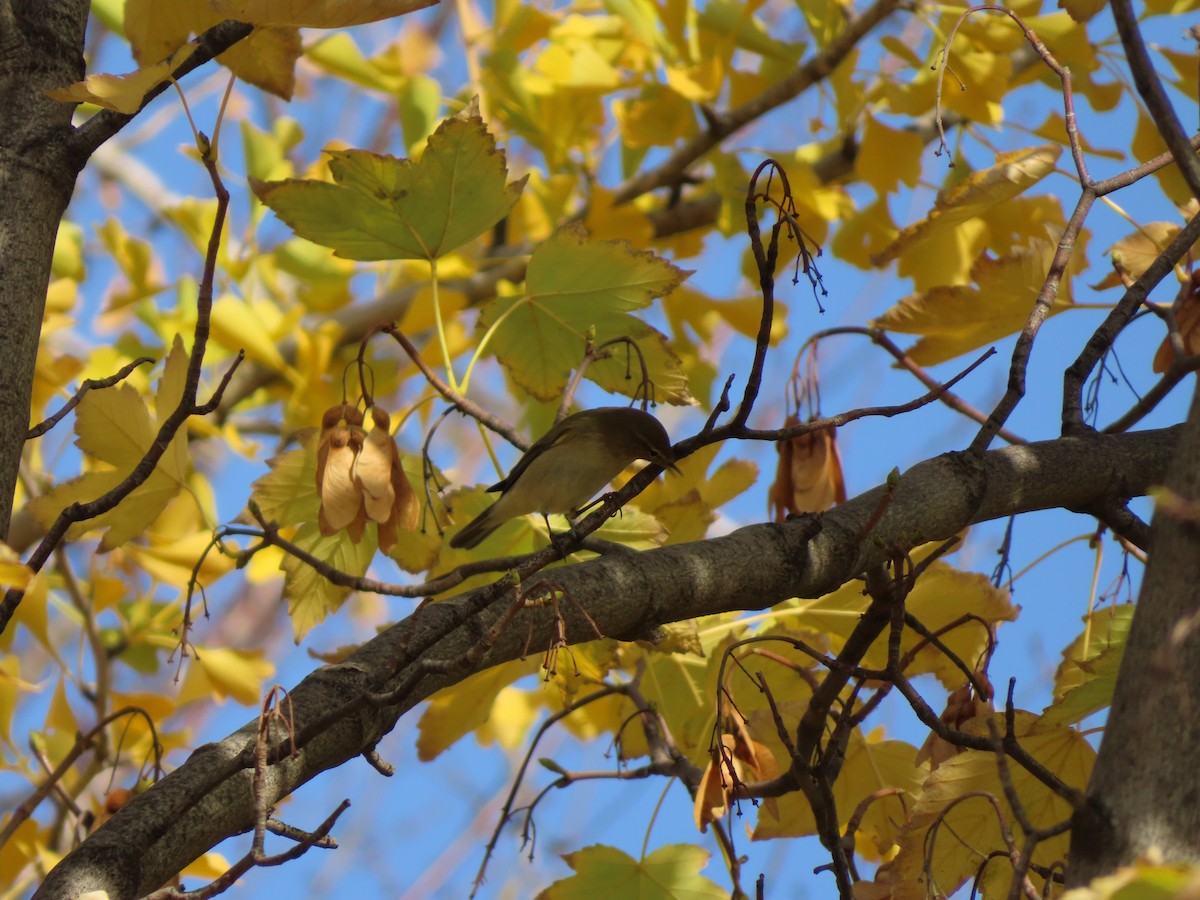 Pouillot véloce - ML644710616