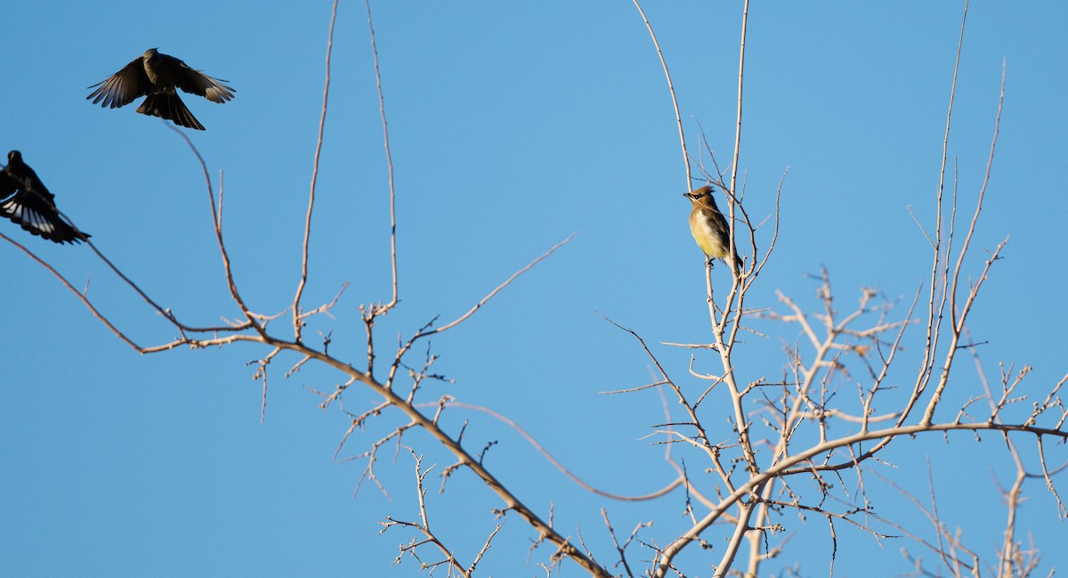 ヒメレンジャク - ML644710654