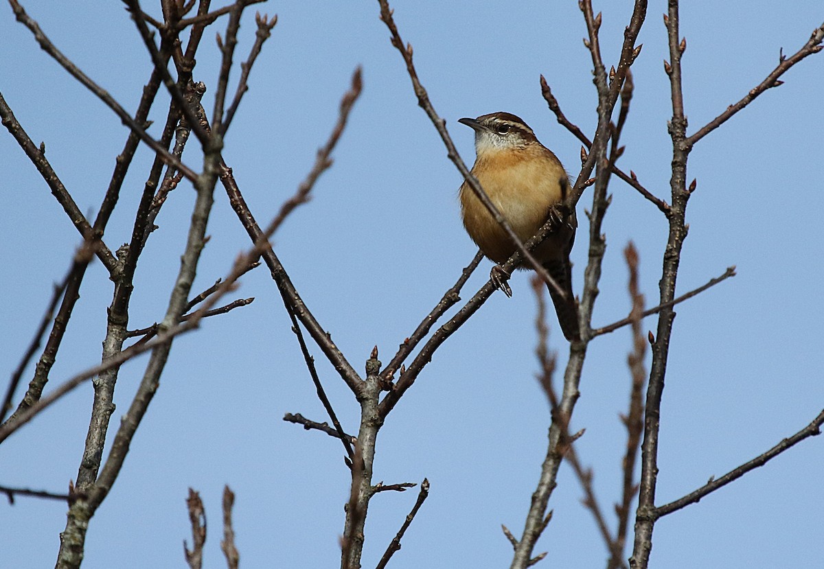 Carolina Wren - ML644710661