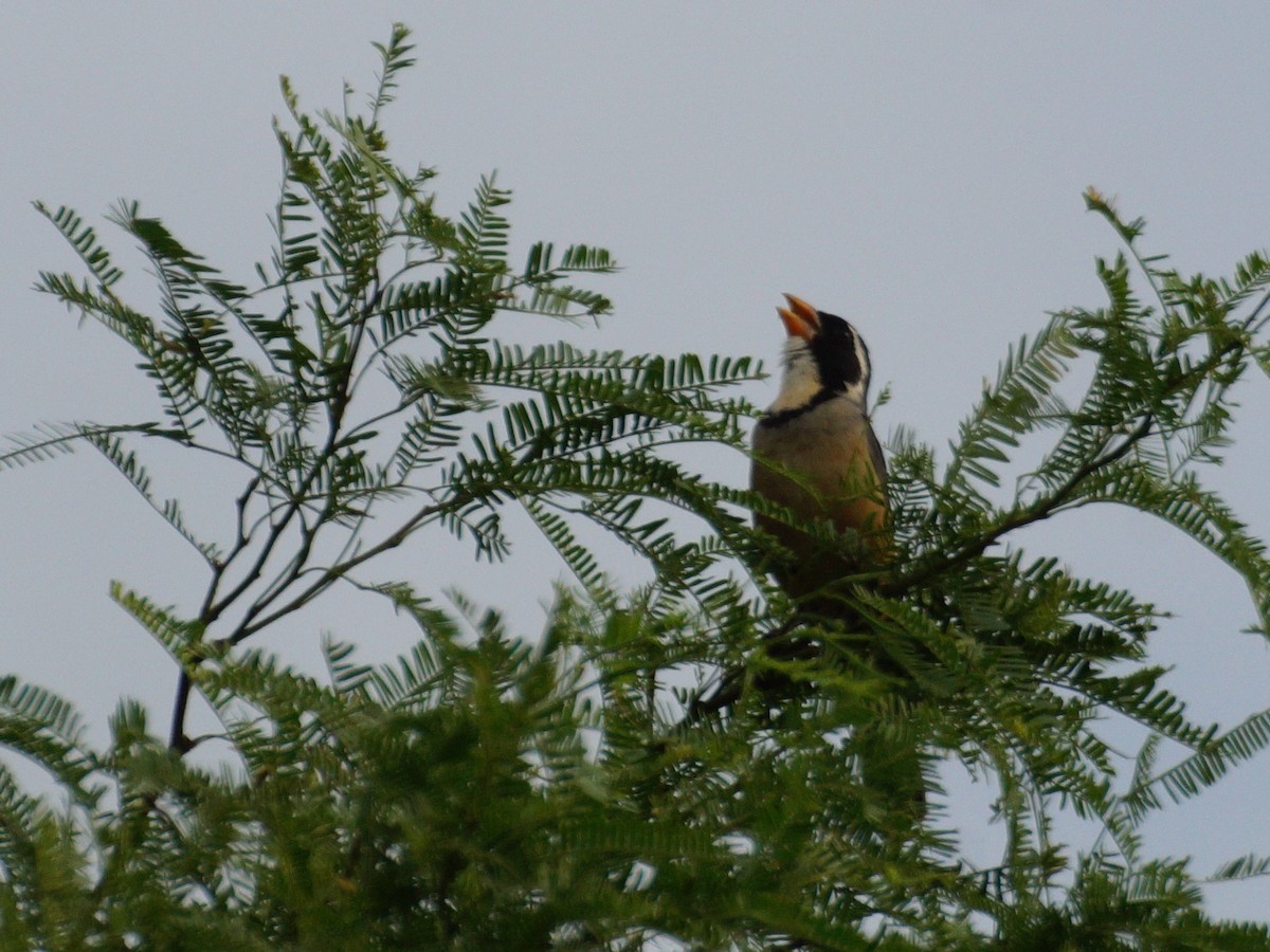 Golden-billed Saltator - ML644710665