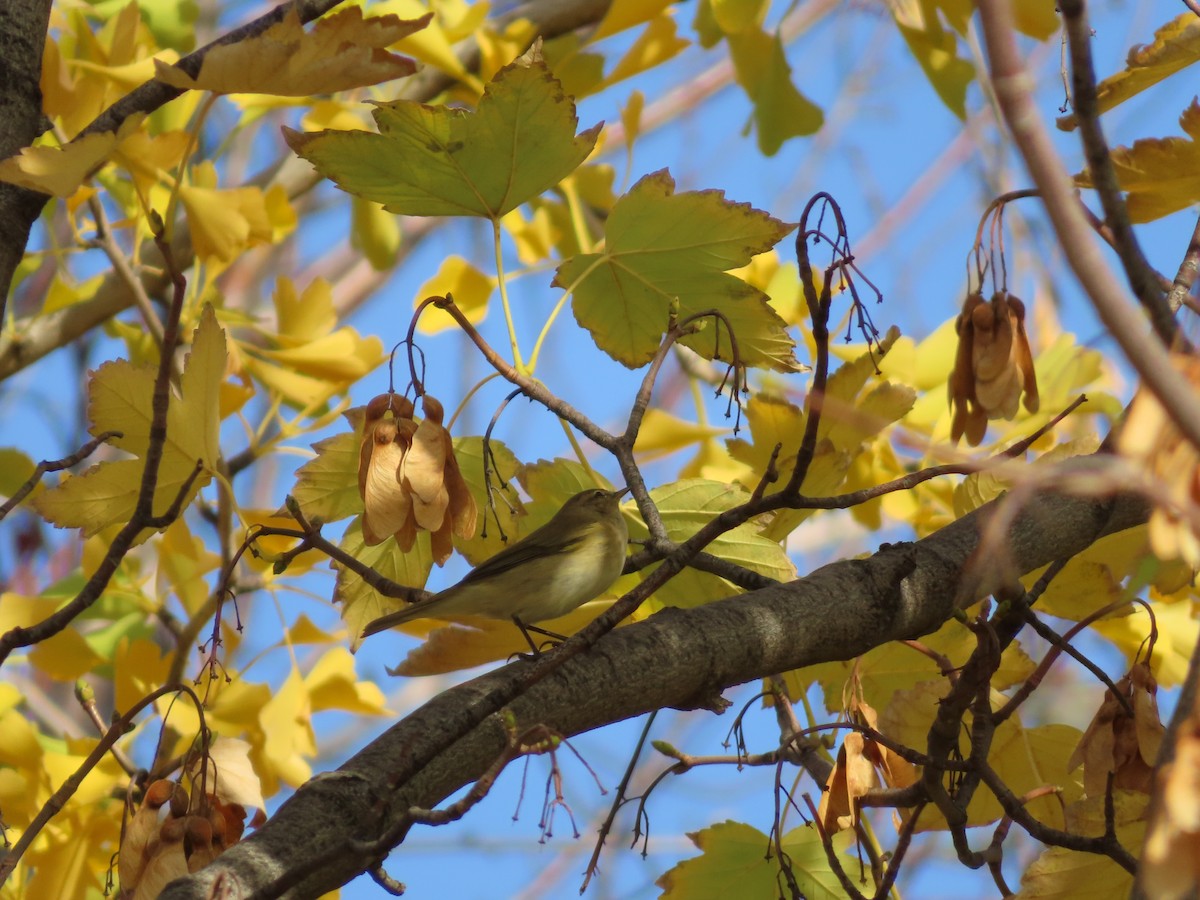 Pouillot véloce - ML644710674