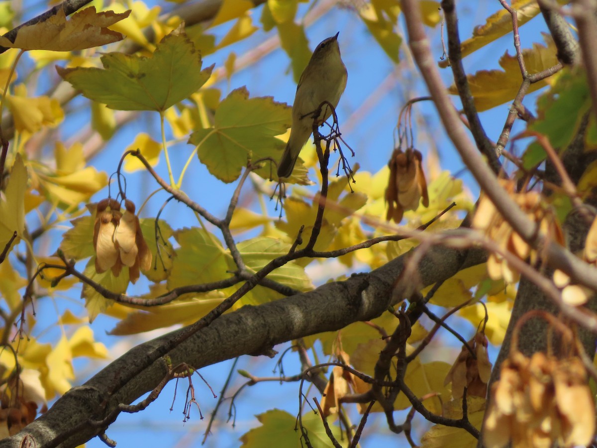 Pouillot véloce - ML644710675