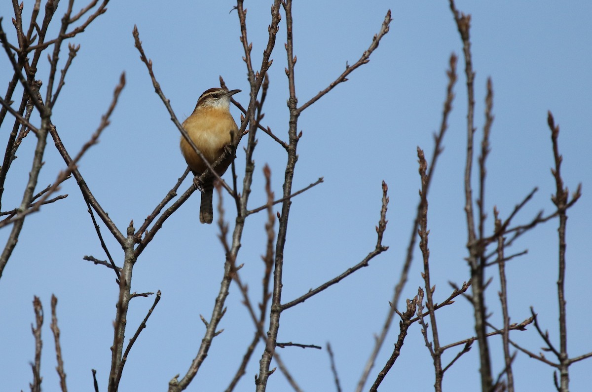 Carolina Wren - ML644710681