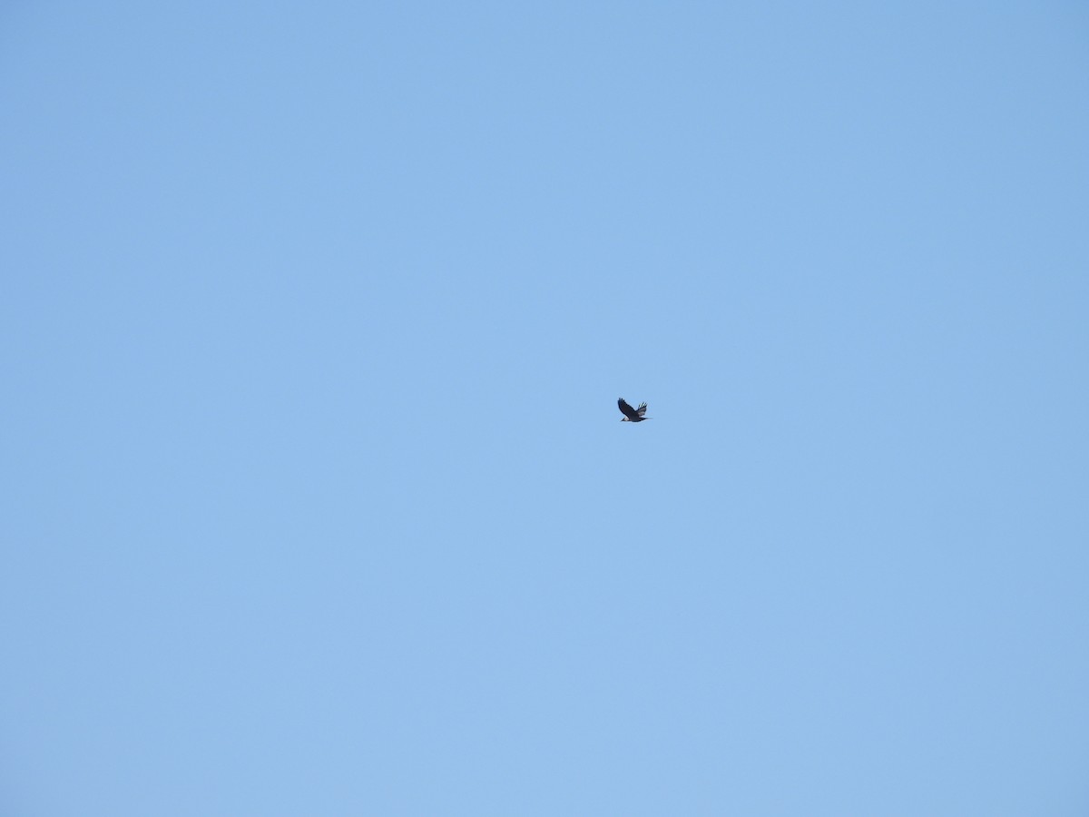 Eurasian Jackdaw - ML644710693