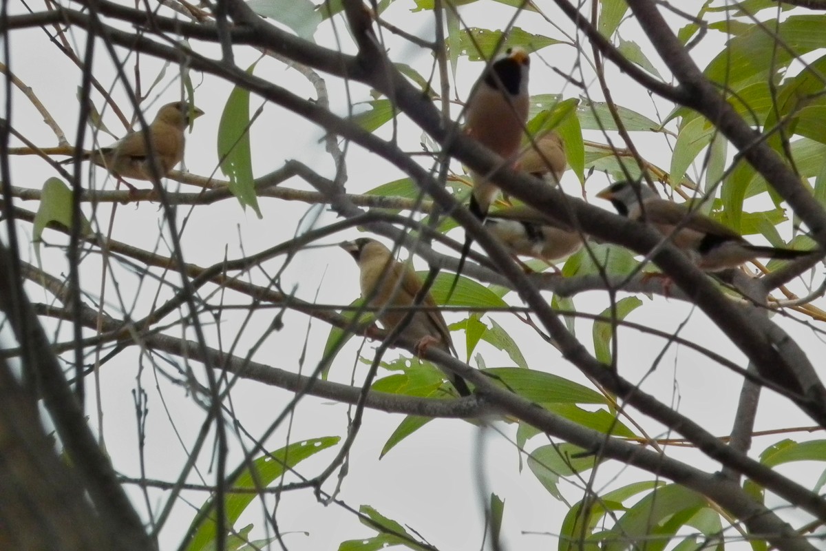 Diamante Enmascarado - ML644710696