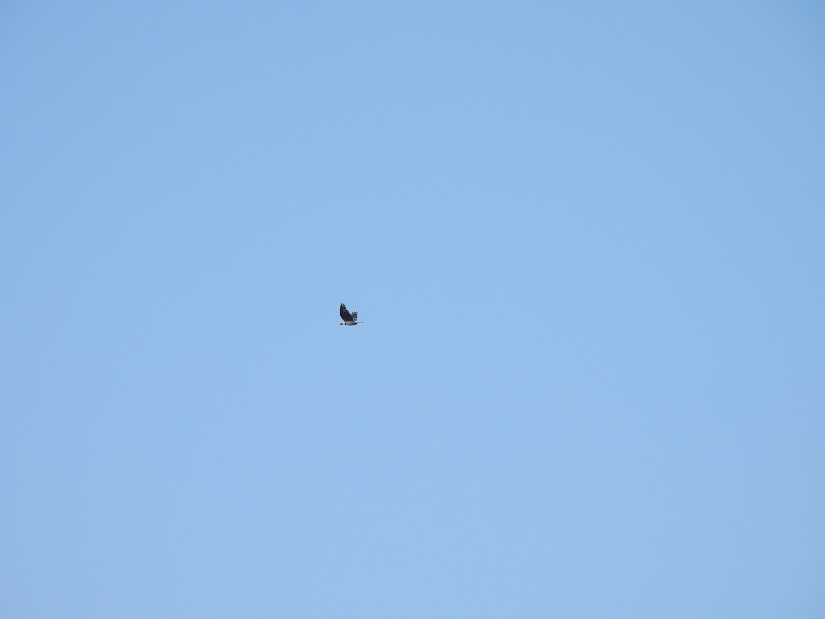 Eurasian Jackdaw - ML644710699