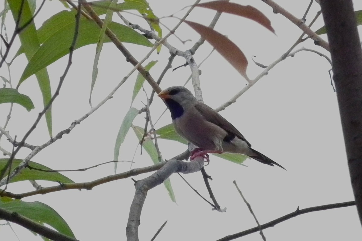 Діамантник довгохвостий - ML644710700