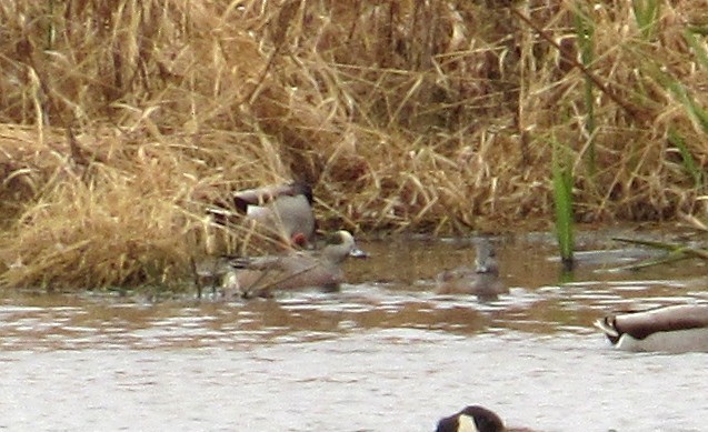 Американская свиязь - ML644710719