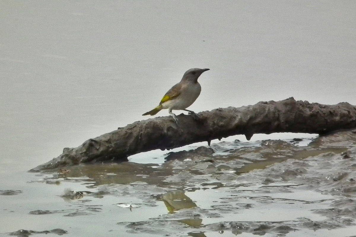 Mielero Golirrufo - ML644710731