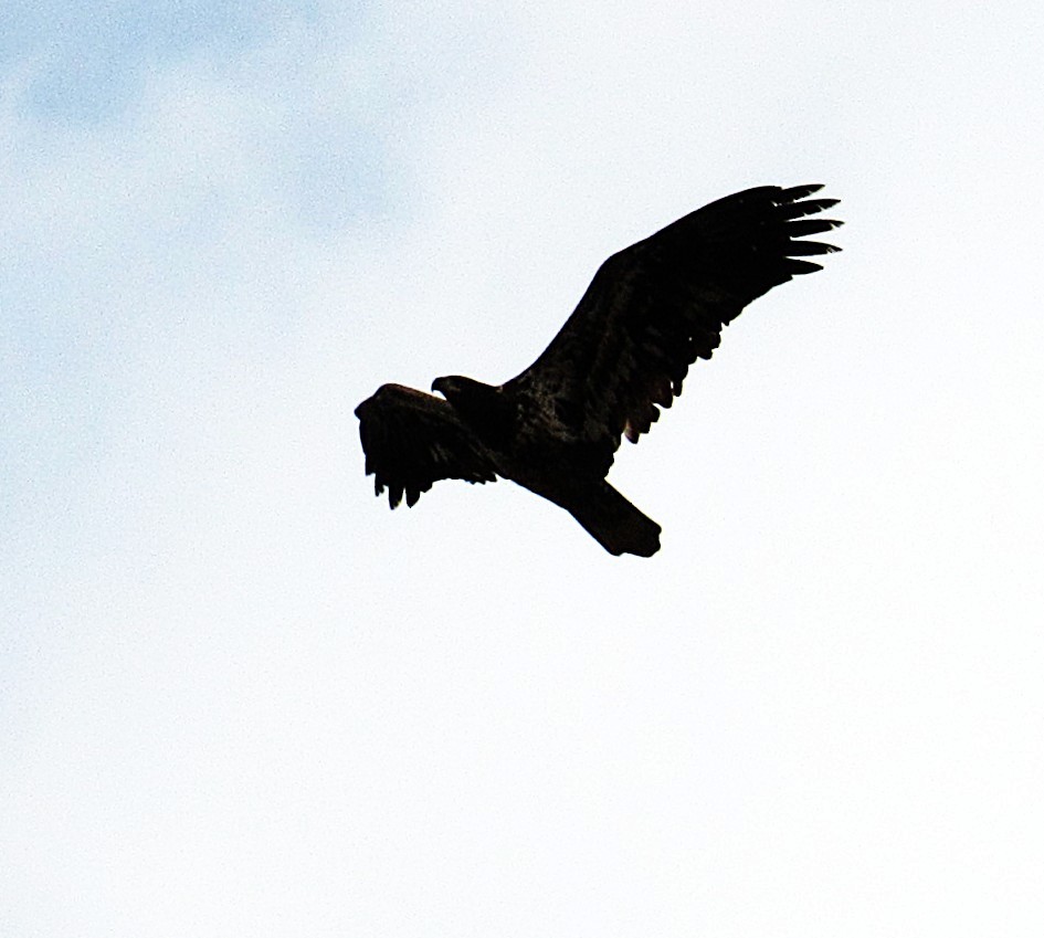 orel bělohlavý - ML644710752