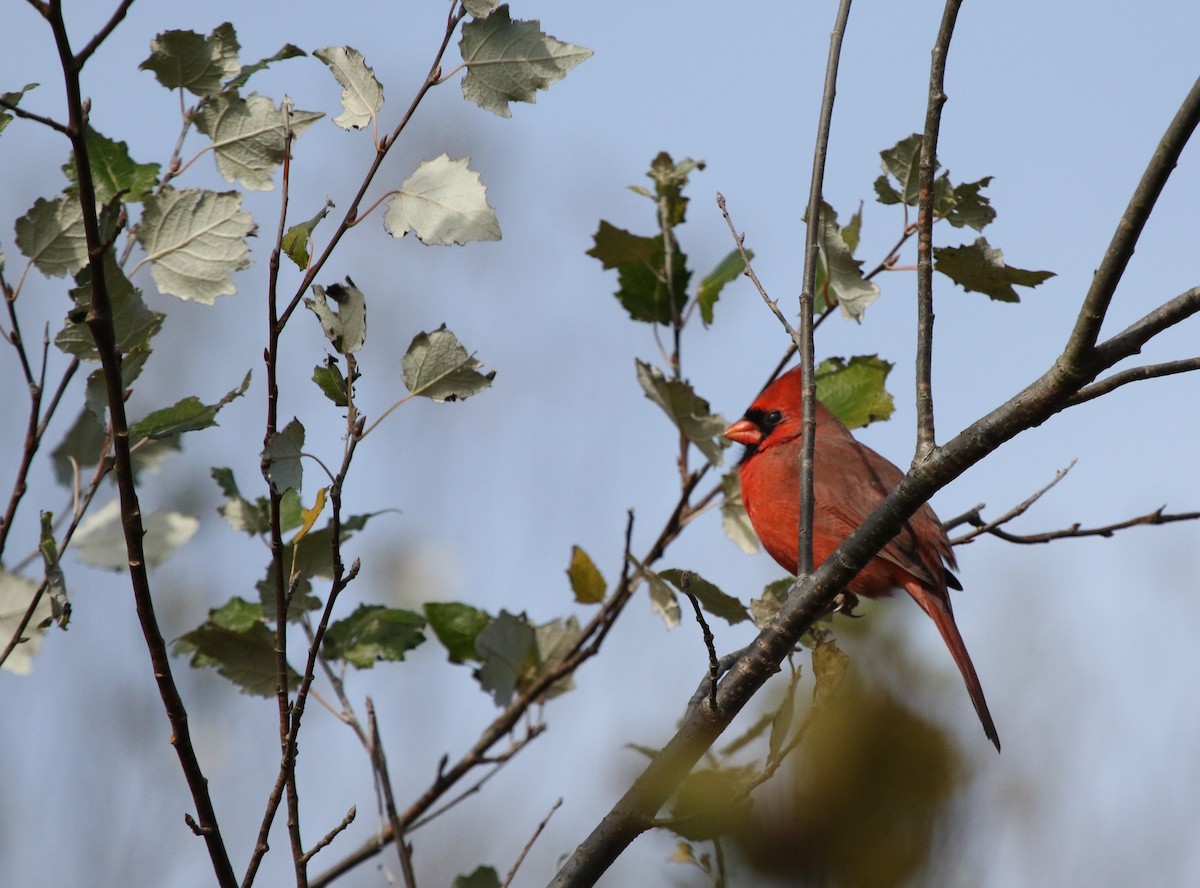 Красный кардинал - ML644710754