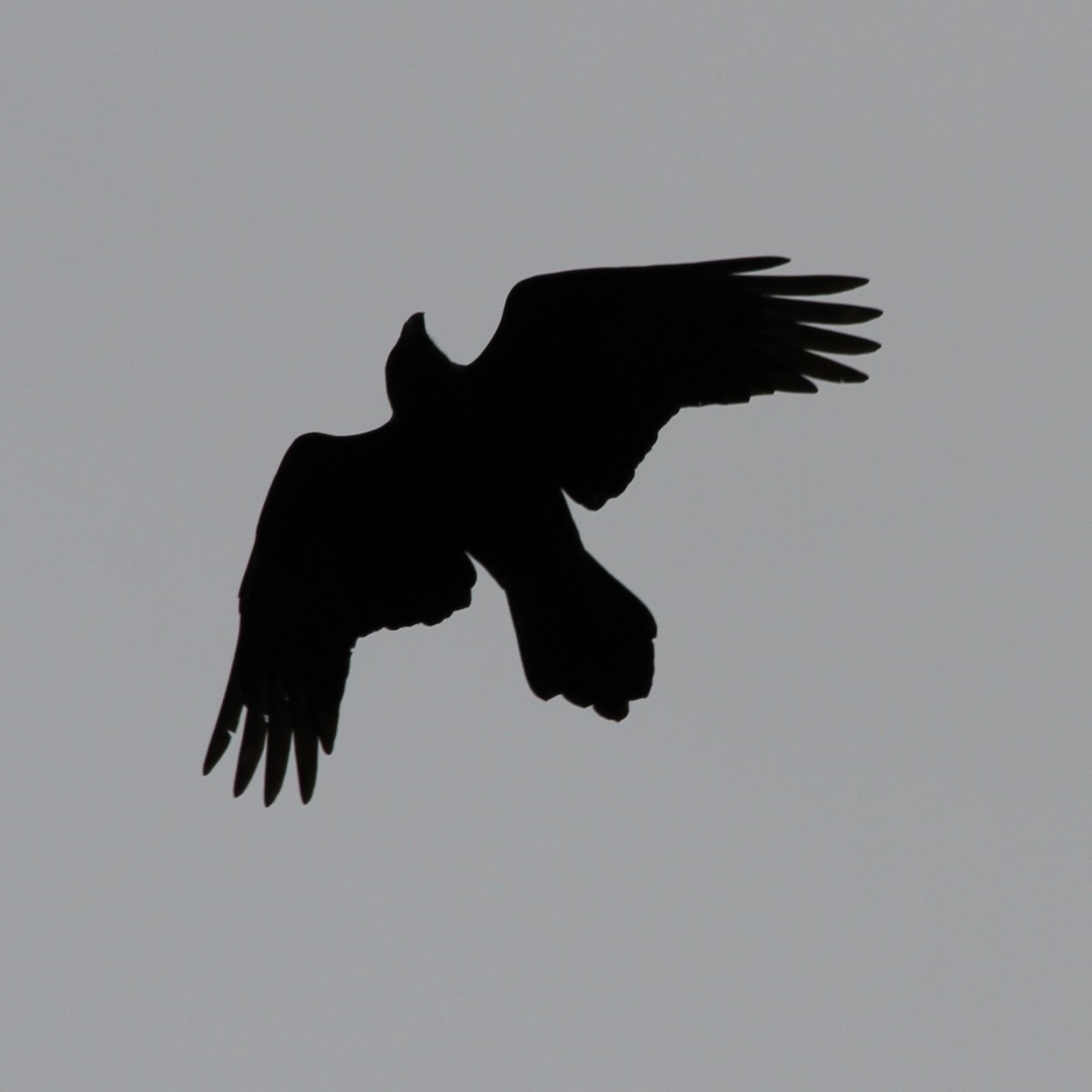 Erroi handia - ML644710756