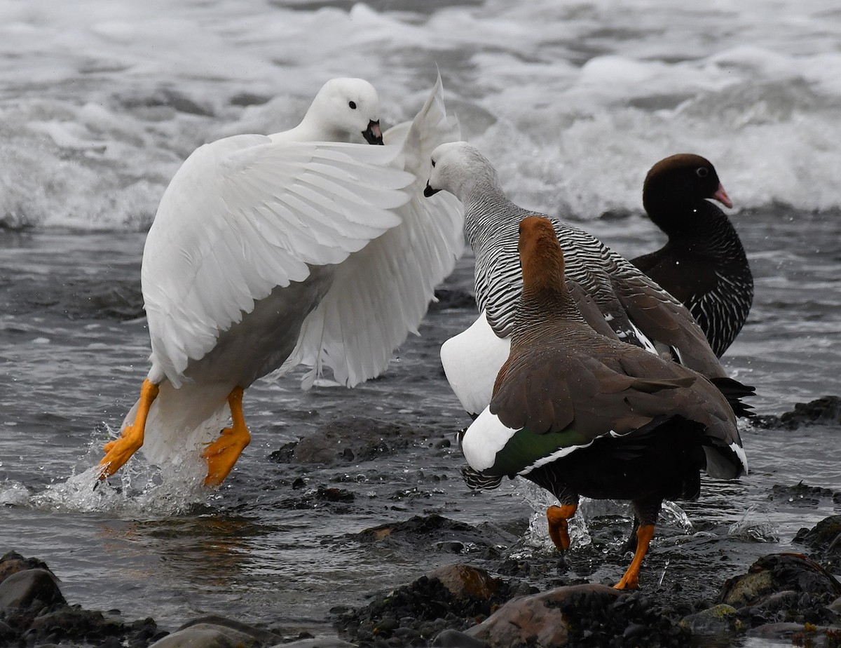Kelp Goose - ML644710757