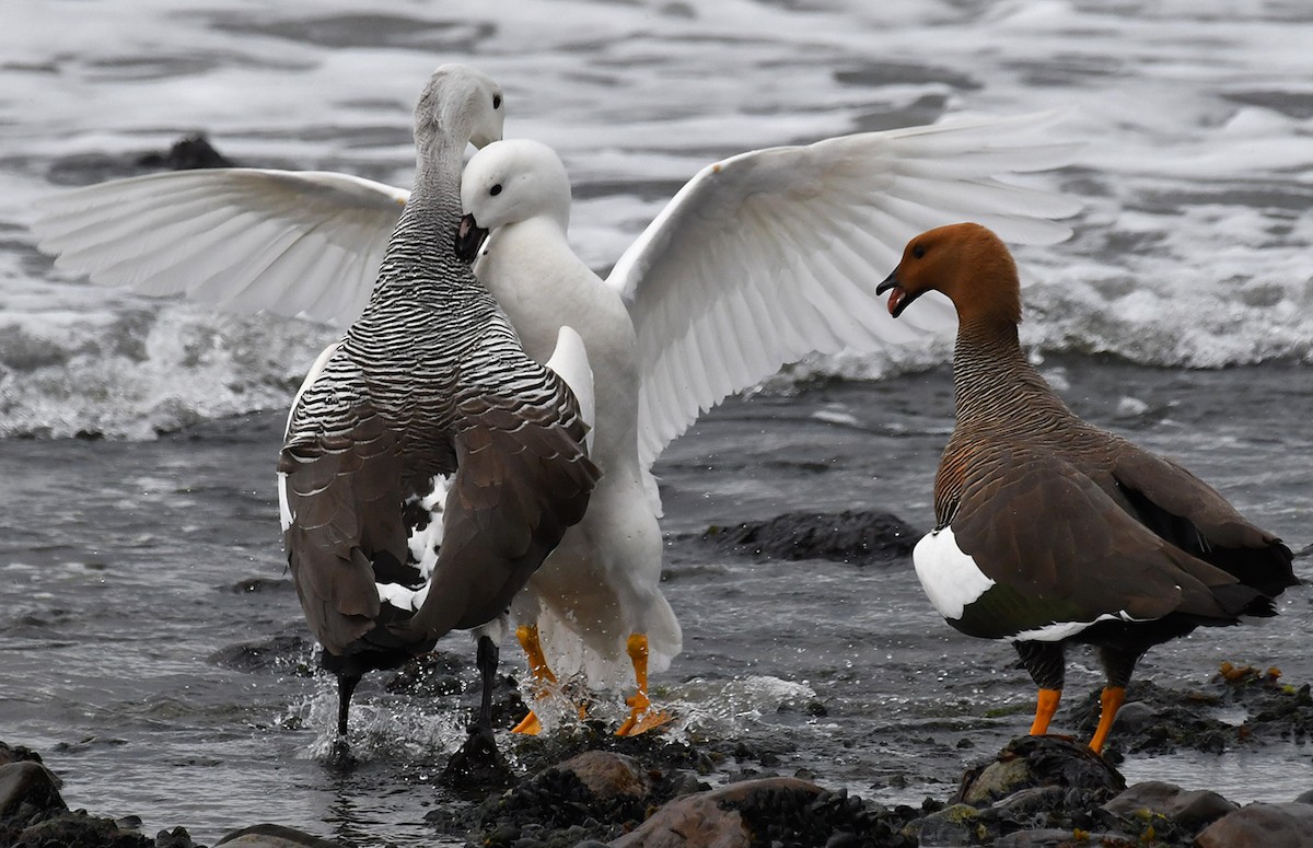 Kelp Goose - ML644710758
