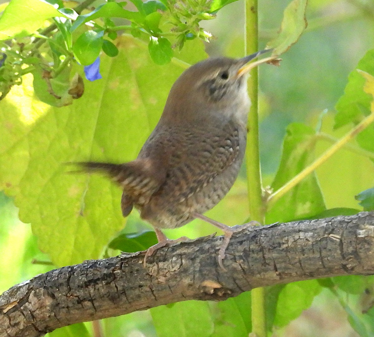 Northern House Wren - ML644710765