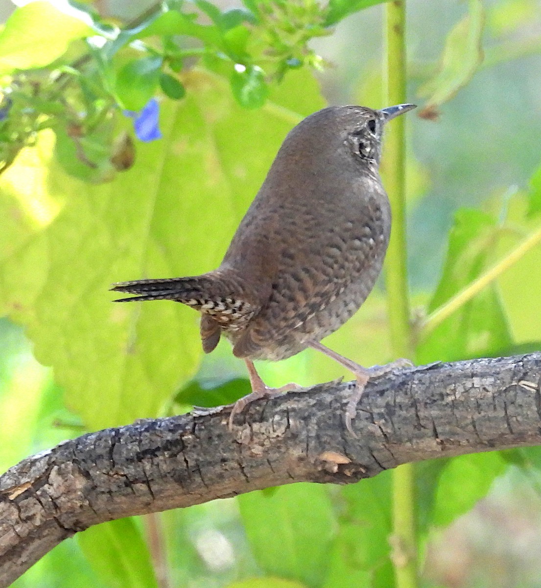 Northern House Wren - ML644710766