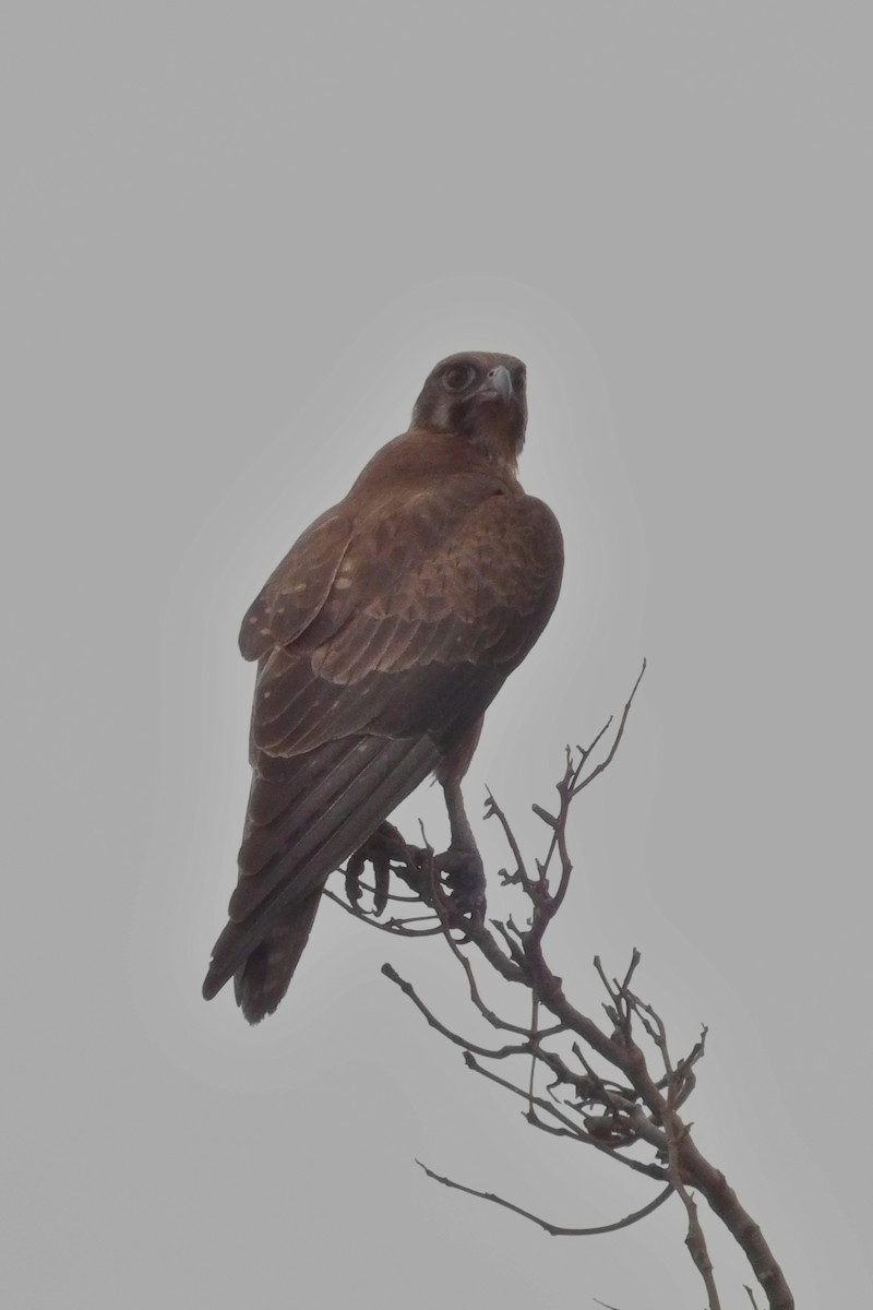 Halcón Berigora - ML644710771