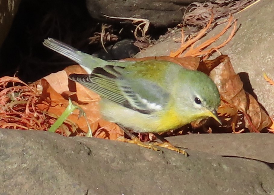 Northern Parula - ML644710776