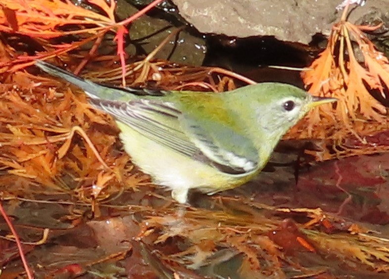 Northern Parula - ML644710777
