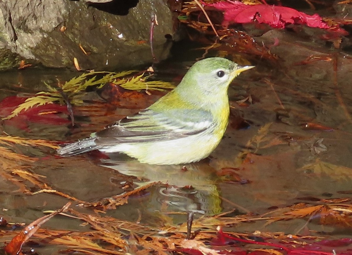 Northern Parula - ML644710778