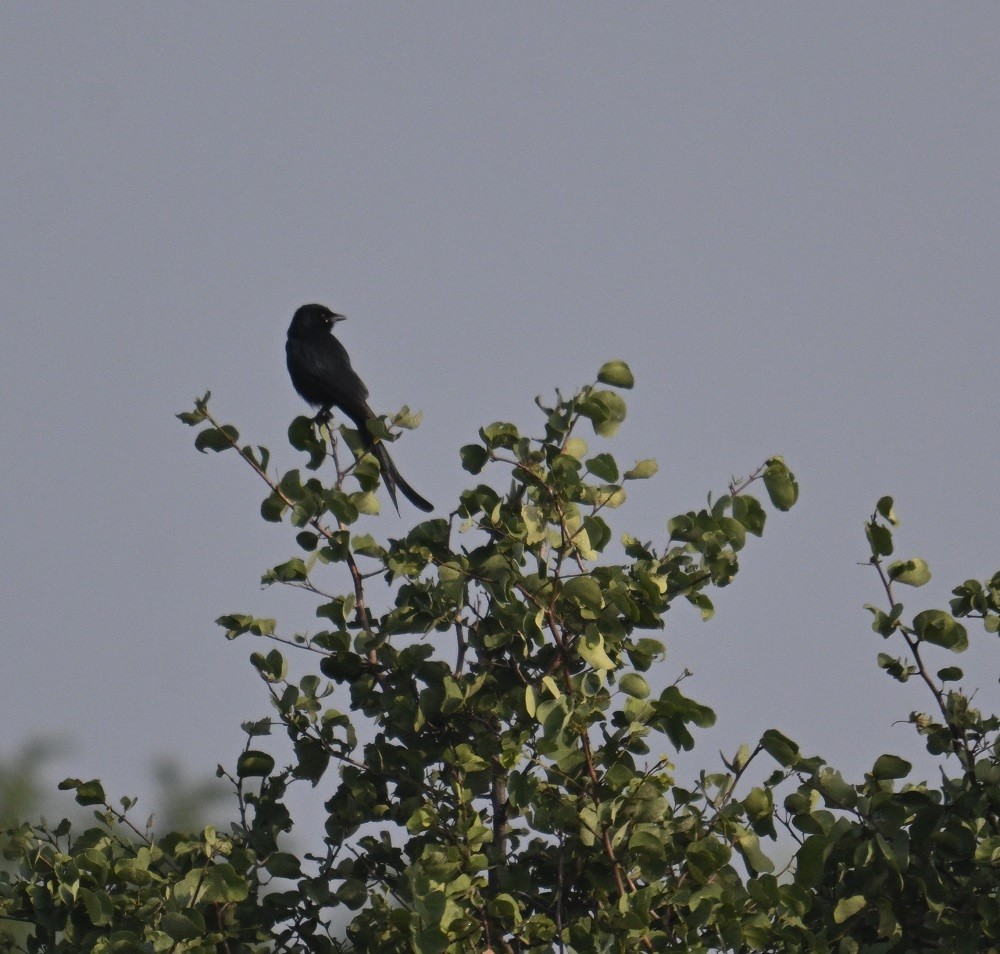 Drongo royal - ML644710779