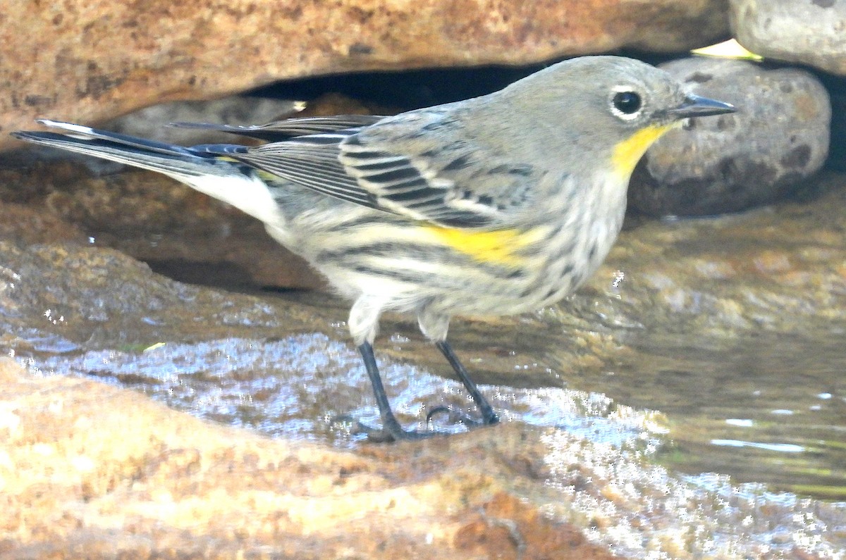 Yellow-rumped Warbler (Audubon's) - ML644710785