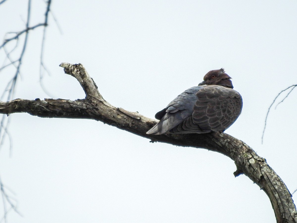 Темнохвостый голубь - ML644710831