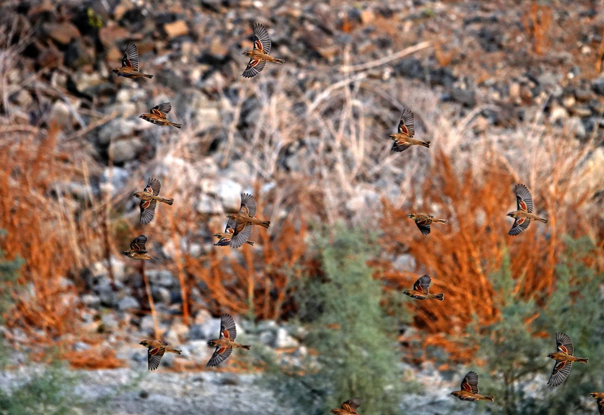 Dead Sea Sparrow - ML644710832