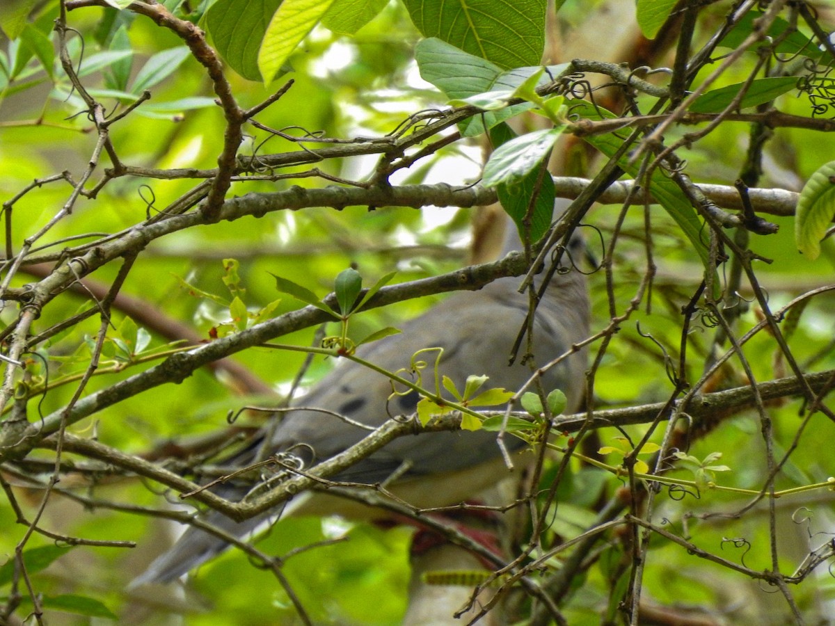 hrdlička černouchá - ML644710842