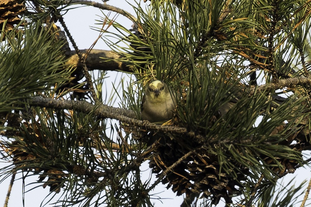 オウゴンヒワ - ML644710847