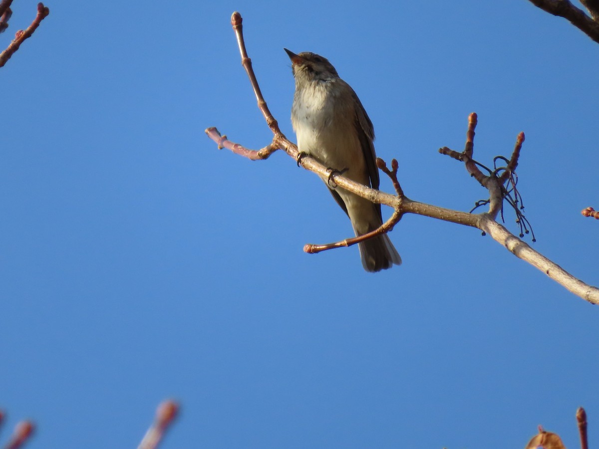 lejsek šedý - ML644710849