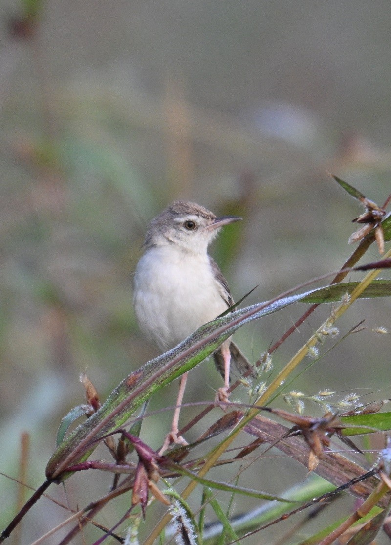 Prinia Sencilla - ML644710850