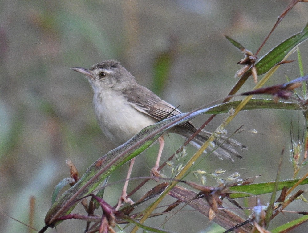 Prinia Sencilla - ML644710851