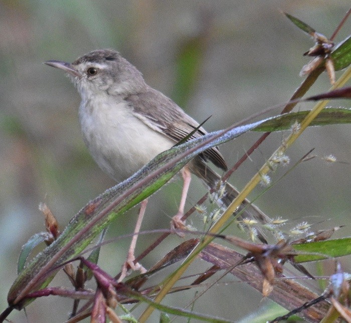 Prinia Sencilla - ML644710852