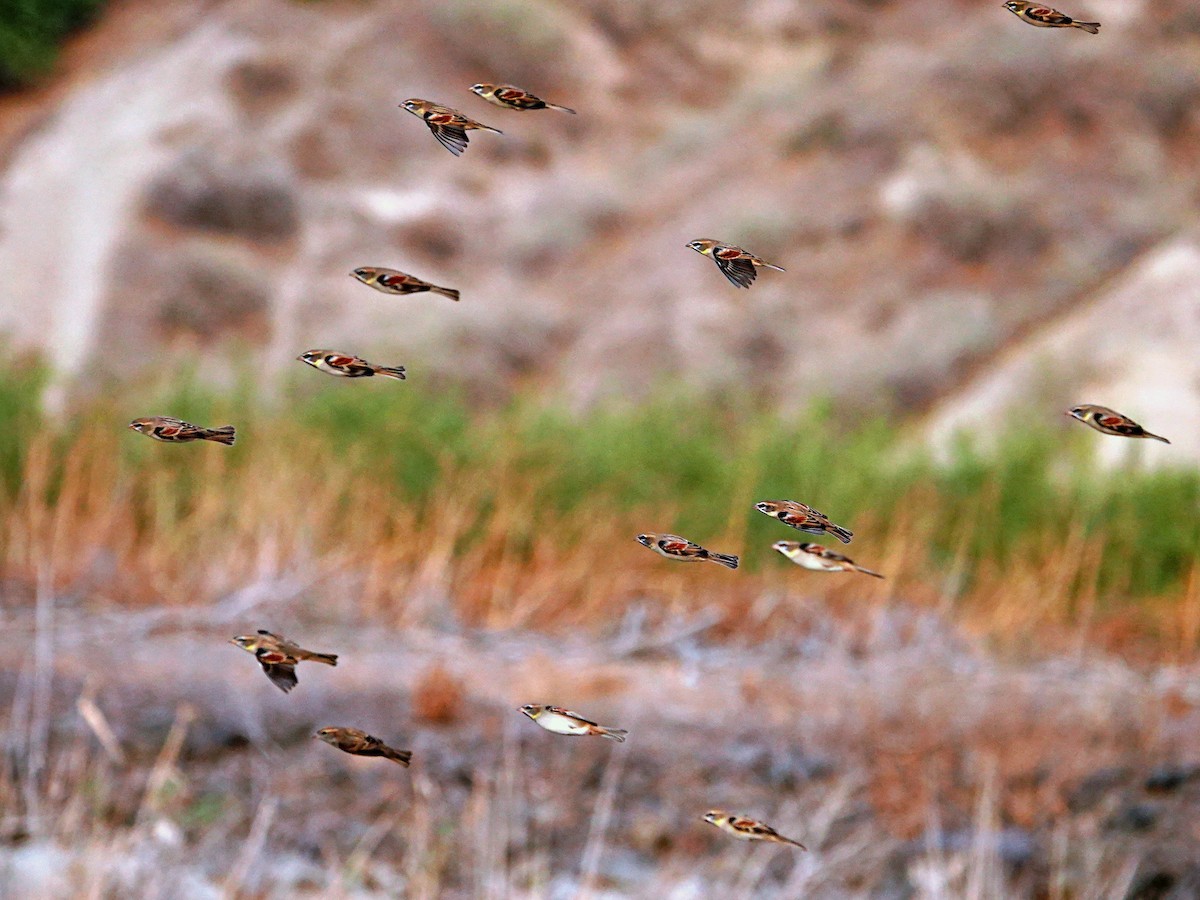 Dead Sea Sparrow - ML644710867