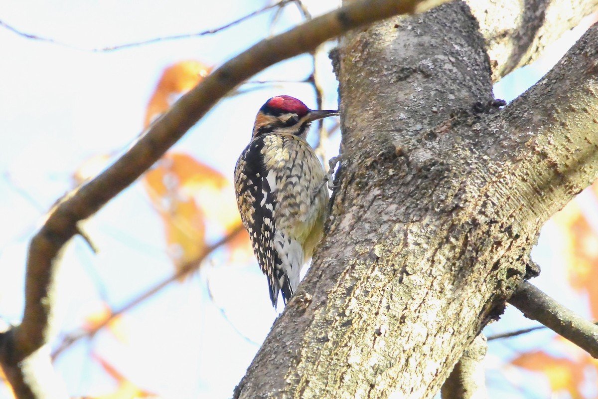 Yellow-bellied Sapsucker - ML644710885