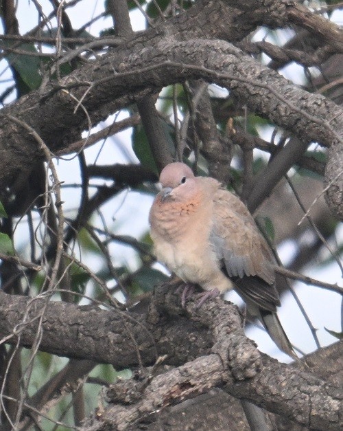 Tourterelle maillée - ML644710886