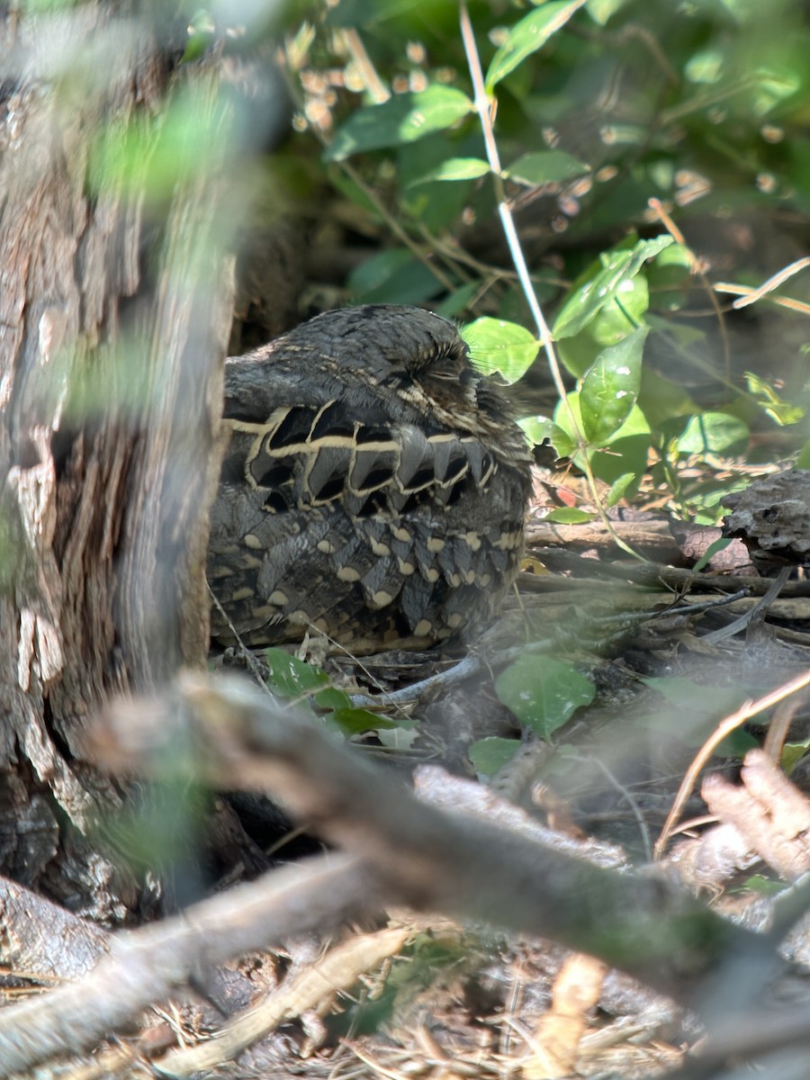 pauraquenattravn - ML644710887