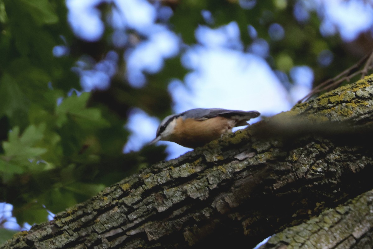 Eurasian Nuthatch - ML644710888