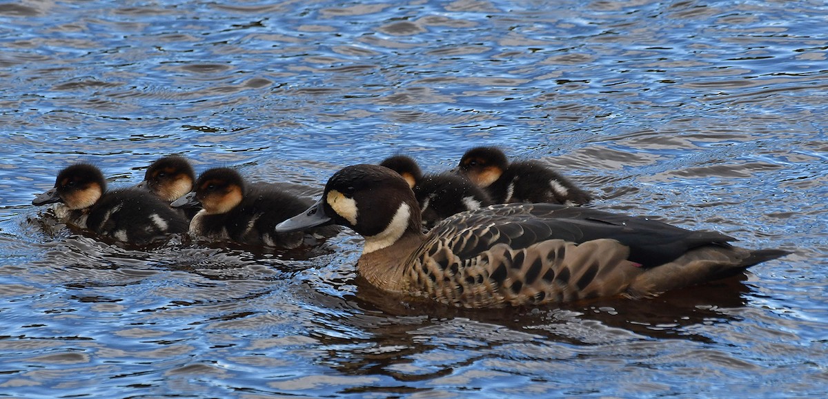 Kupferspiegelente - ML644710889